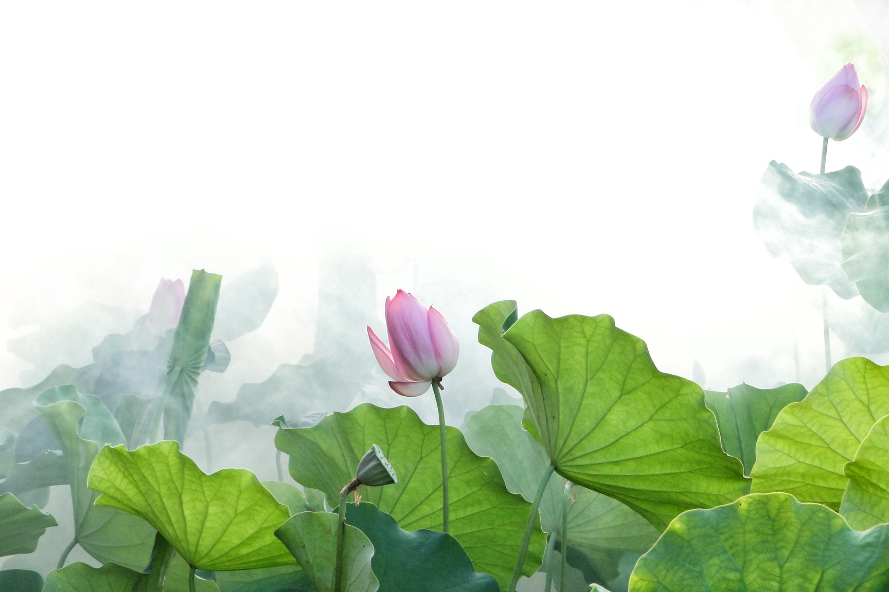 Lotus Flowers in Summer